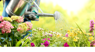 如何在夏天为你的花园节水